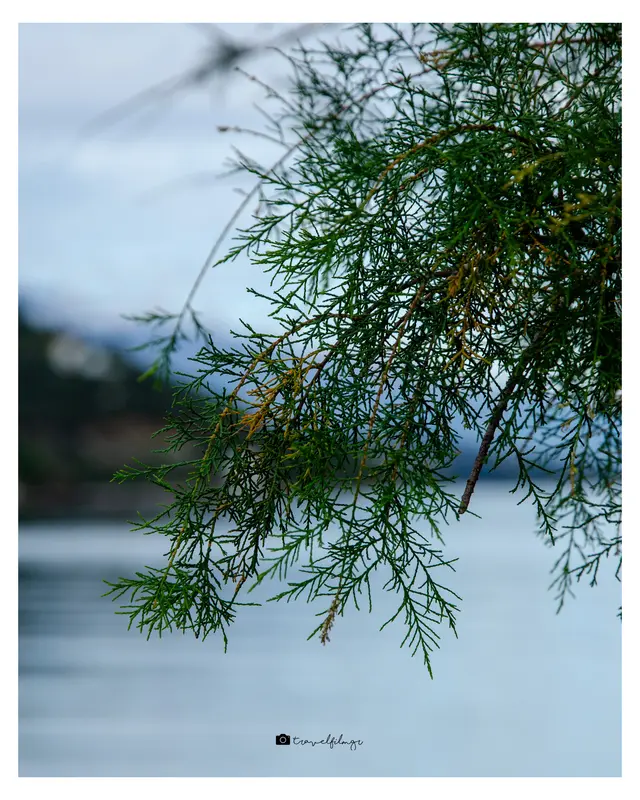 Nature Detail